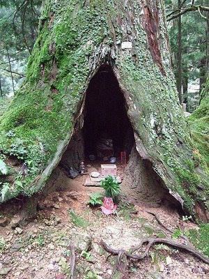 Guardians Of Eternity: Unveiling The Mystery Behind The Timeless Grandeur Of Ancient Trees - Nature and Life