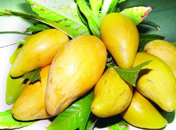 Unveiling The Allure Of Lekima Fruit: A Tropical Delight For Your Palate - Nature and Life