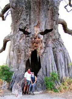 Guardians Of Eternity: Unveiling The Mystery Behind The Timeless Grandeur Of Ancient Trees - Nature and Life