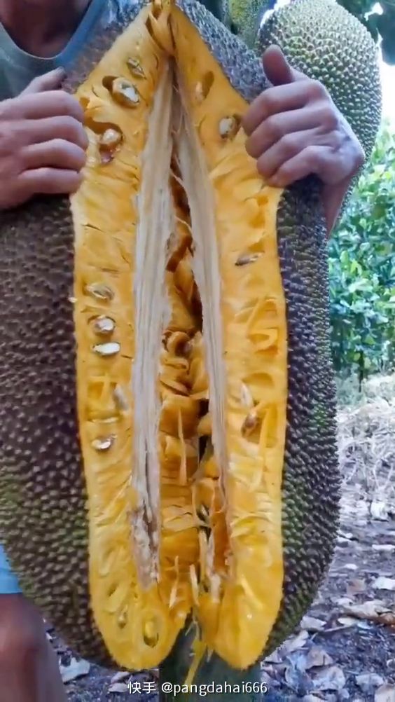 Absolutely Breathtaking: The Enormous Jackfruit Leaves Leave You Utterly Stunned - Nature and Life