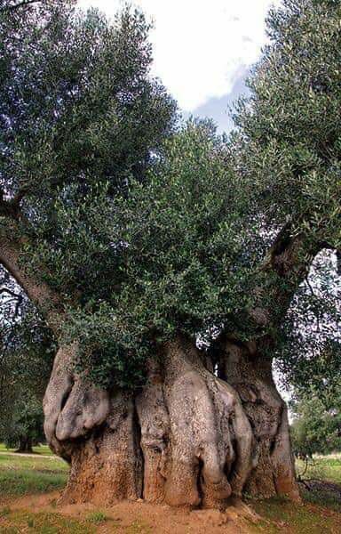 Guardians Of Eternity: Unveiling The Mystery Behind The Timeless Grandeur Of Ancient Trees - Nature and Life