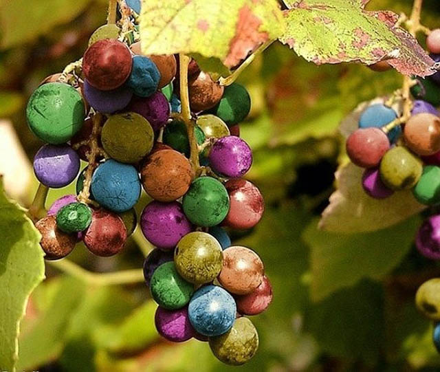 "Rainbow Grapes: The Online Sensation with a Splash of Colors"