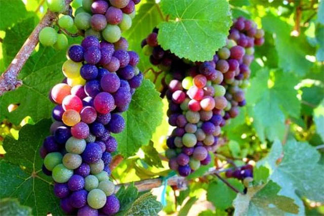 "Rainbow Grapes: The Online Sensation with a Splash of Colors"