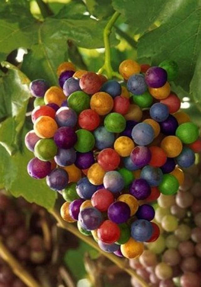 "Rainbow Grapes: The Online Sensation with a Splash of Colors"