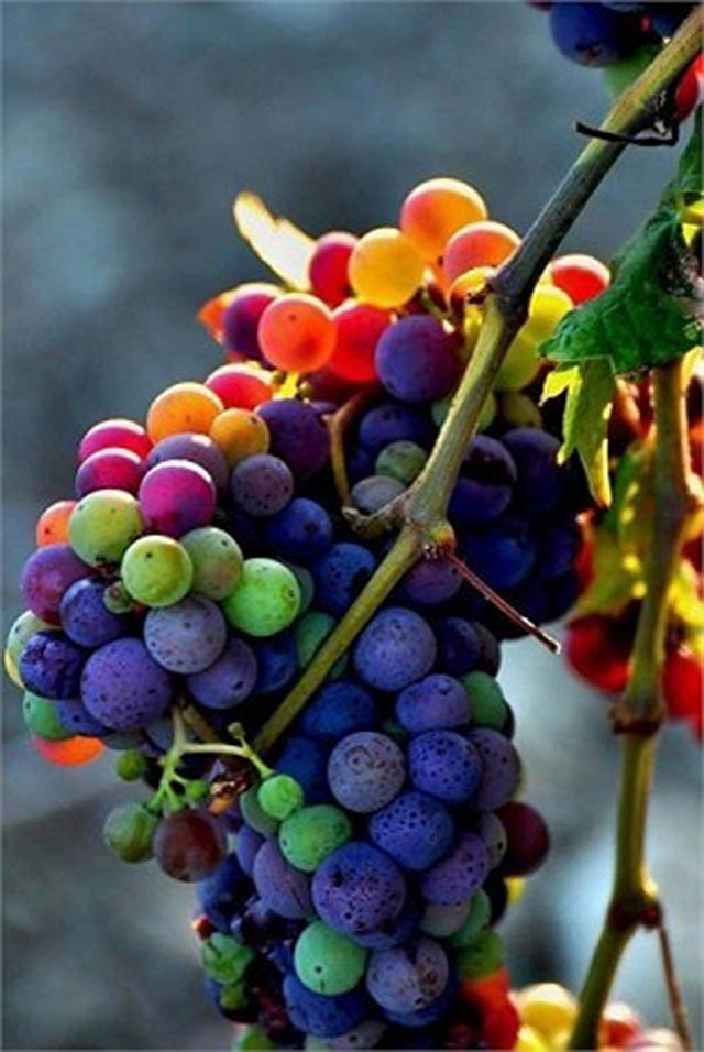 "Rainbow Grapes: The Online Sensation with a Splash of Colors"