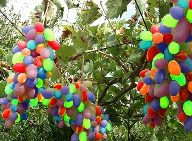 "Rainbow Grapes: The Online Sensation with a Splash of Colors"