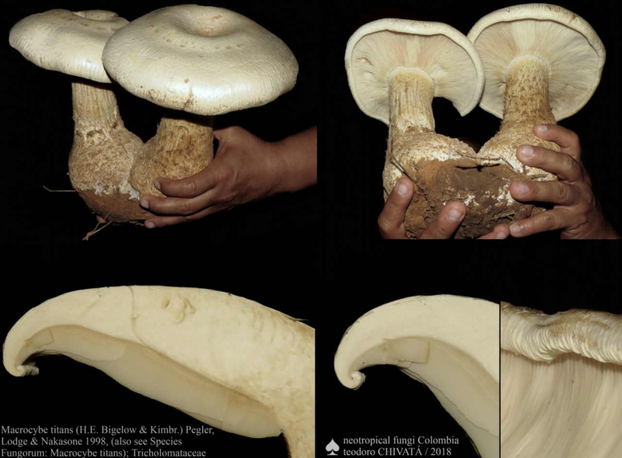 Fungi Extravaganza: A Journey into Chiapas’ Wonderland Mycology and Its Beautiful Mushrooms