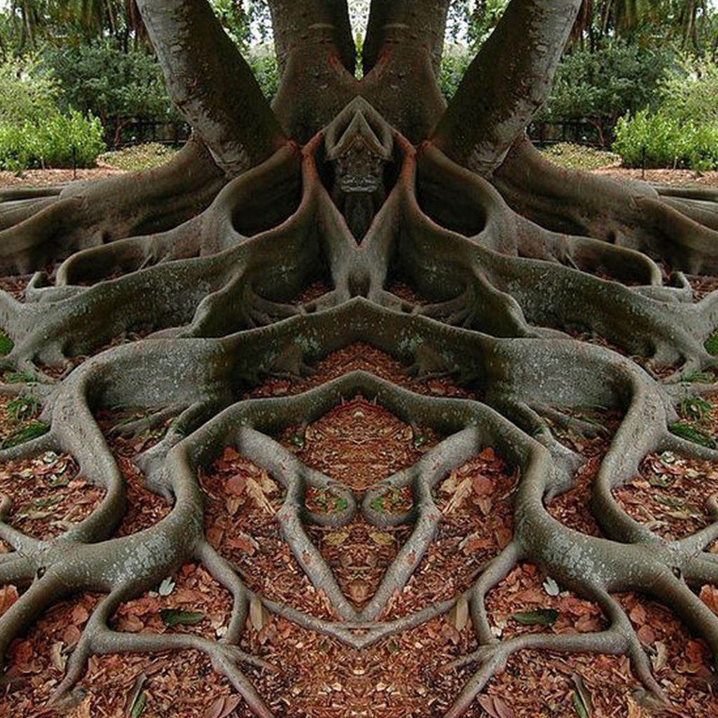 Exploring Exceptional Trees Across the World: Revealing the Wonders of the Natural World