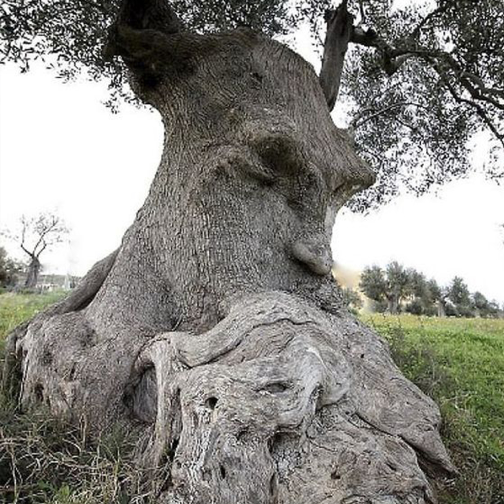 Exploring Exceptional Trees Across the World: Revealing the Wonders of the Natural World