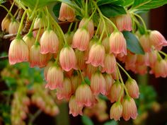 The Enkianthus campanulatus ‘Kisoji no haru’ blooms in the form of delicate bell-shaped flowers, captivating in their exquisite beauty.vouyen