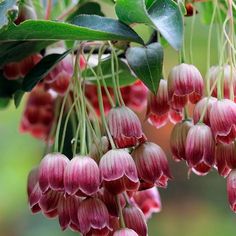 The Enkianthus campanulatus ‘Kisoji no haru’ blooms in the form of delicate bell-shaped flowers, captivating in their exquisite beauty.vouyen