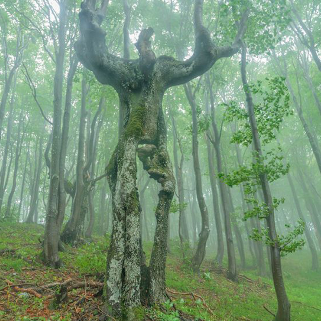 Exploring Exceptional Trees Across the World: Revealing the Wonders of the Natural World