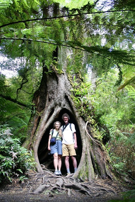 Guardians Of Eternity: Unveiling The Mystery Behind The Timeless Grandeur Of Ancient Trees - Nature and Life