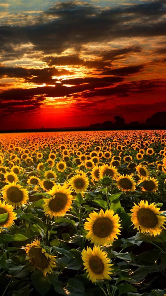 Sunflower Symphony: A Mesmerizing Overture Of Beauty And Serenity In Nature's Gallery - Nature and Life