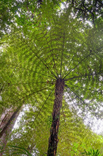 The Splendor of the Socotra Dragon's Blood Tree: A Magnificent Canopy Towering at 33 Feet.