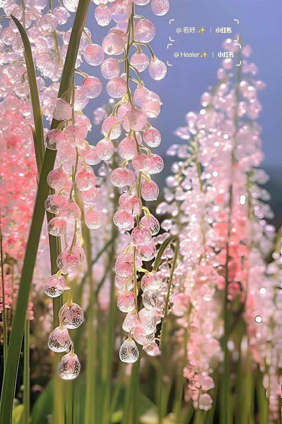 As dawn breaks, nature unveils a mesmerizing tapestry—a delicate masterpiece crafted by the tender touch of morning dew drops, giving birth to enchanting clusters of flowers.vouyen