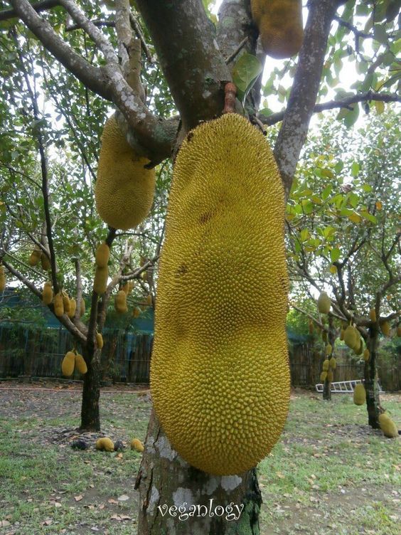 Absolutely Breathtaking: The Enormous Jackfruit Leaves Leave You Utterly Stunned - Nature and Life