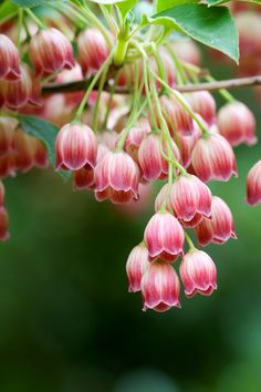 The Enkianthus campanulatus ‘Kisoji no haru’ blooms in the form of delicate bell-shaped flowers, captivating in their exquisite beauty.vouyen