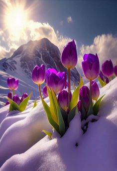 In a winter wonderland, the boundless tulip garden lies peacefully immersed in a serene sea of snow.vouyen