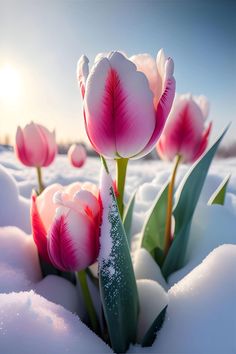 In a winter wonderland, the boundless tulip garden lies peacefully immersed in a serene sea of snow.vouyen