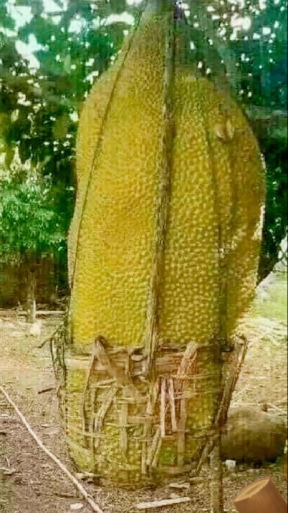 Absolutely Breathtaking: The Enormous Jackfruit Leaves Leave You Utterly Stunned - Nature and Life