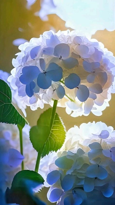 Bathed in the golden embrace of sunlight, hydrangeas unveil their alluring and iridescent charm, showcasing a mesmerizing array of colors that captivate the senses.vouyen