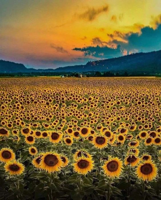 Sunflower Symphony: A Mesmerizing Overture Of Beauty And Serenity In Nature's Gallery - Nature and Life