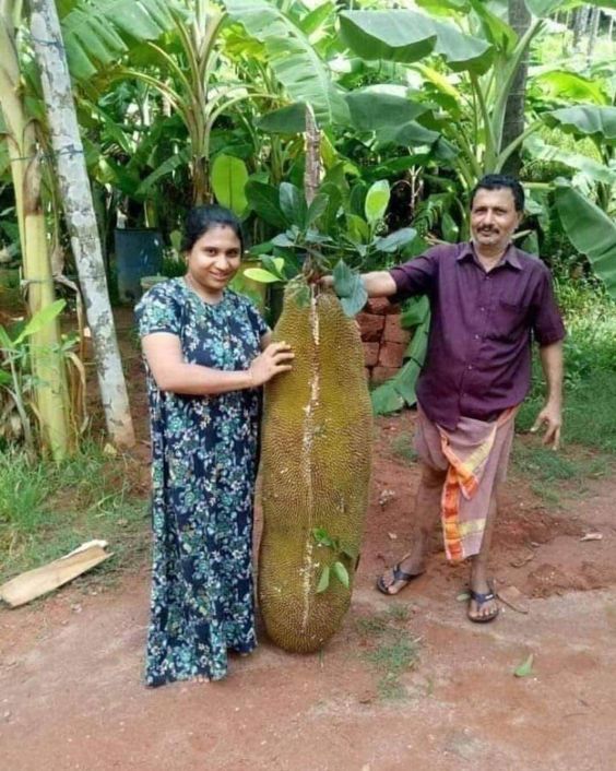 Absolutely Breathtaking: The Enormous Jackfruit Leaves Leave You Utterly Stunned - Nature and Life