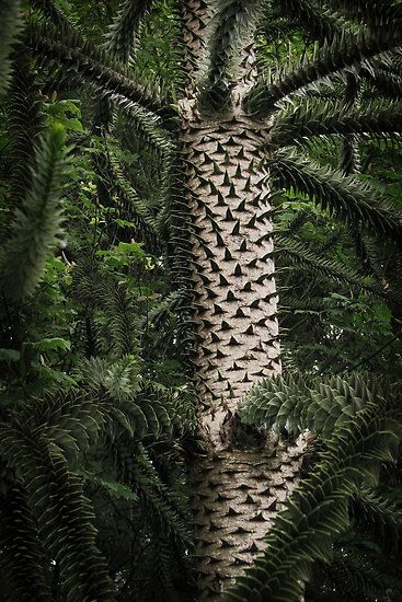 The Splendor of the Socotra Dragon's Blood Tree: A Magnificent Canopy Towering at 33 Feet.