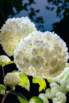 Bathed in the golden embrace of sunlight, hydrangeas unveil their alluring and iridescent charm, showcasing a mesmerizing array of colors that captivate the senses.vouyen