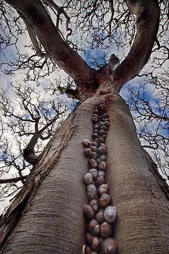 Guardians Of Eternity: Unveiling The Mystery Behind The Timeless Grandeur Of Ancient Trees - Nature and Life