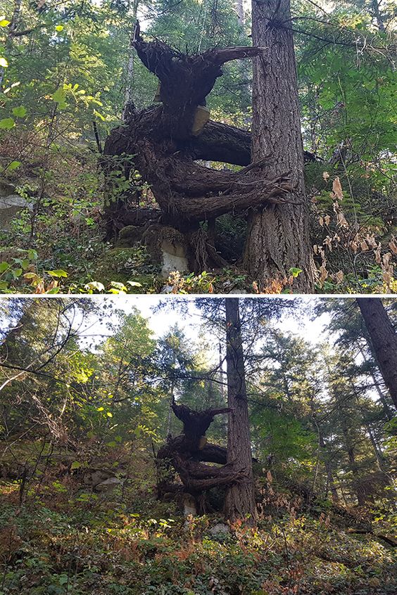 Unveiling the Mystery of the Sinister Sculptor: The Terrifying Tree's Enigmatic Tale‎ - Mnews