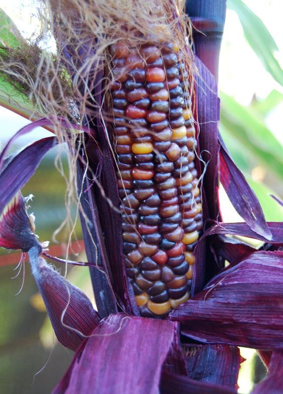 A Visual And Sensory Spectacle: The Splendor Of Multicolored Corn - Nature and Life