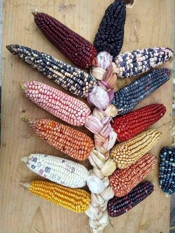 A Visual And Sensory Spectacle: The Splendor Of Multicolored Corn - Nature and Life