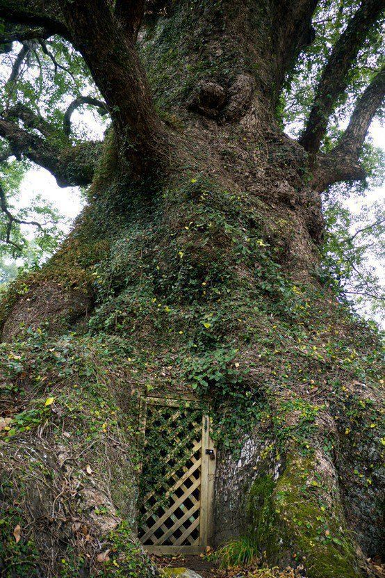 Guardians Of Eternity: Unveiling The Mystery Behind The Timeless Grandeur Of Ancient Trees - Nature and Life