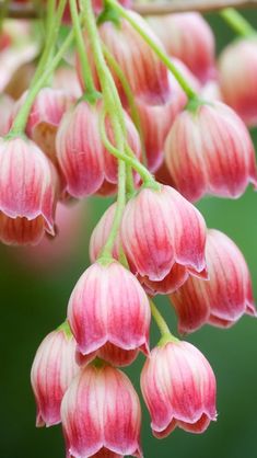 The Enkianthus campanulatus ‘Kisoji no haru’ blooms in the form of delicate bell-shaped flowers, captivating in their exquisite beauty.vouyen