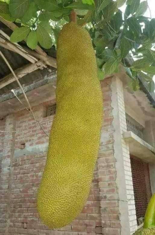 Absolutely Breathtaking: The Enormous Jackfruit Leaves Leave You Utterly Stunned - Nature and Life