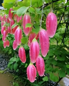 Behold the extraordinary mutant cucumbers, whimsically shaped like plump water balloons, a delightful quirk of nature that adds a playful touch to your culinary adventures.vouyen