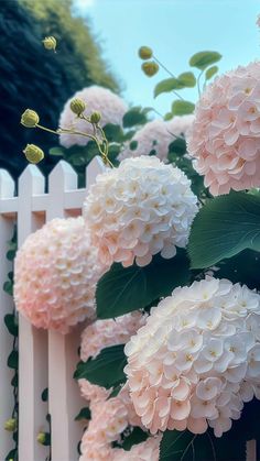 Bathed in the golden embrace of sunlight, hydrangeas unveil their alluring and iridescent charm, showcasing a mesmerizing array of colors that captivate the senses.vouyen