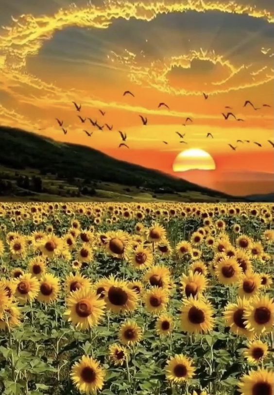 Sunflower Symphony: A Mesmerizing Overture Of Beauty And Serenity In Nature's Gallery - Nature and Life