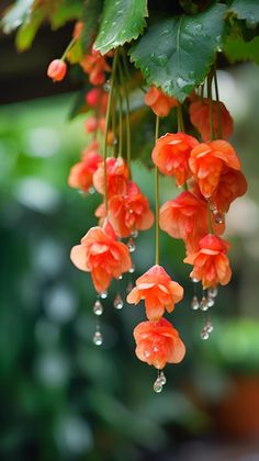 As the morning dew delicately kisses the flower arrangements, a captivating shimmer adorns their petals, like nature’s own glistening jewels.vouyen