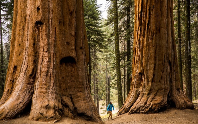 Revealing The Marvels Of Giant Sequoias: Earth's Majestic Living Titans Unveiled - Nature and Life