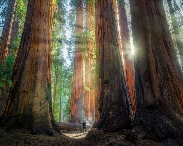 Revealing The Marvels Of Giant Sequoias: Earth's Majestic Living Titans Unveiled - Nature and Life