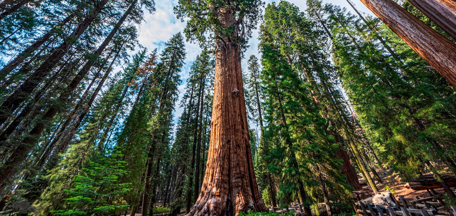 Revealing The Marvels Of Giant Sequoias: Earth's Majestic Living Titans Unveiled - Nature and Life