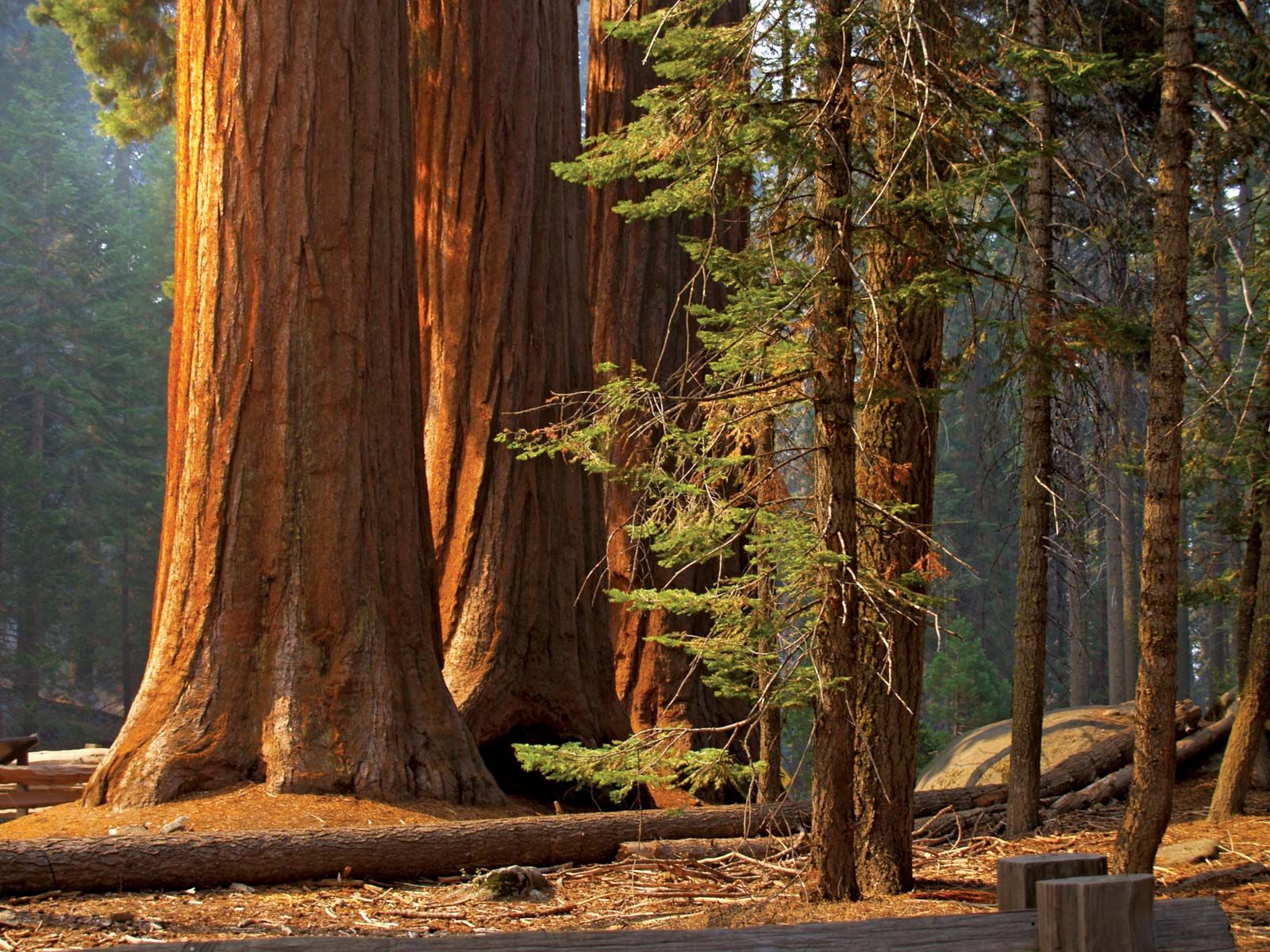 Revealing The Marvels Of Giant Sequoias: Earth's Majestic Living Titans Unveiled - Nature and Life