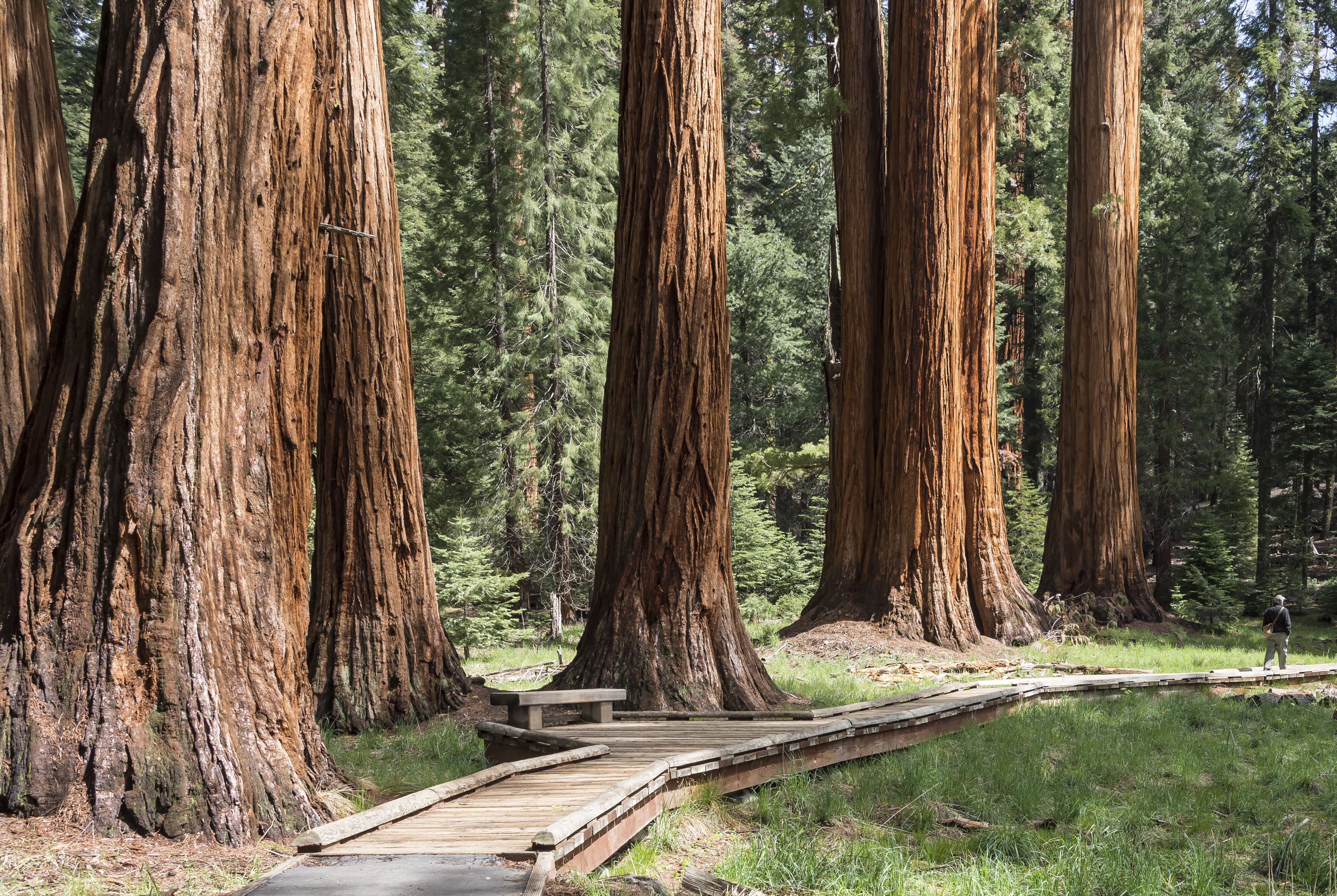 Revealing The Marvels Of Giant Sequoias: Earth's Majestic Living Titans Unveiled - Nature and Life