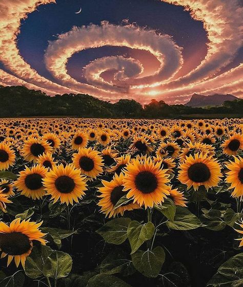 Sunflower Symphony: A Mesmerizing Overture Of Beauty And Serenity In Nature's Gallery - Nature and Life