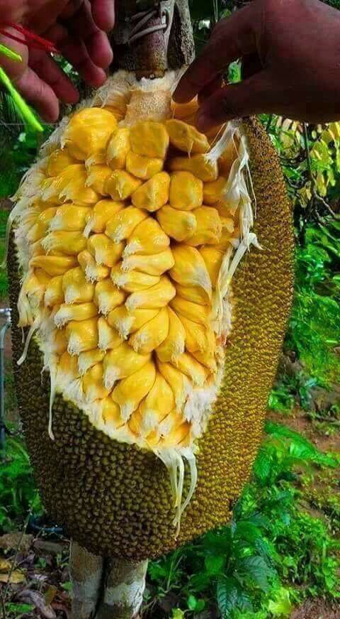 Absolutely Breathtaking: The Enormous Jackfruit Leaves Leave You Utterly Stunned - Nature and Life