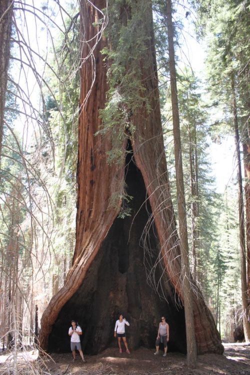 Guardians Of Eternity: Unveiling The Mystery Behind The Timeless Grandeur Of Ancient Trees - Nature and Life