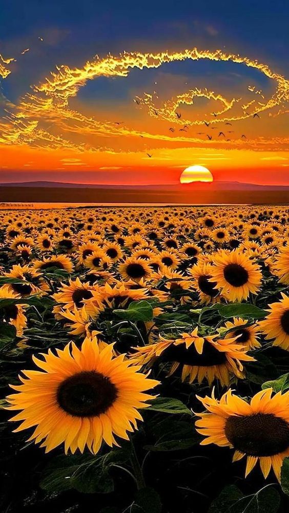 Sunflower Symphony: A Mesmerizing Overture Of Beauty And Serenity In Nature's Gallery - Nature and Life